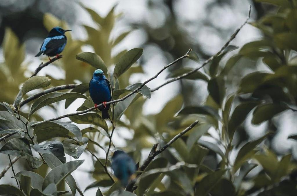 La Semilla Ecolodge Cerro Azul Eksteriør bilde