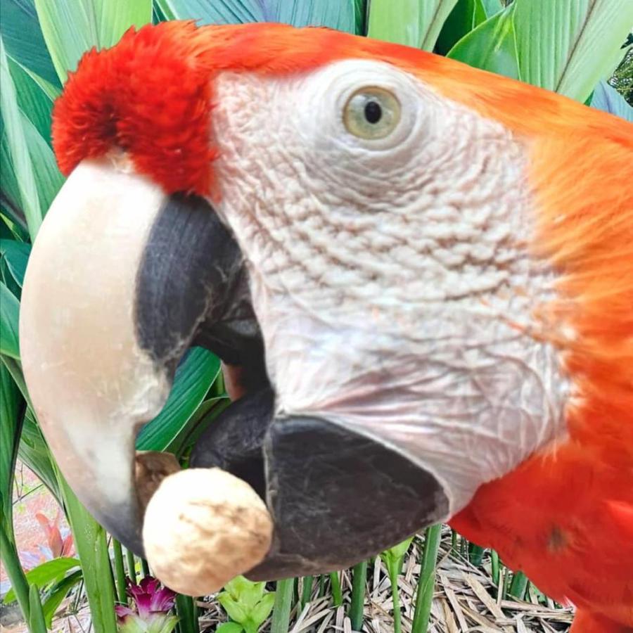 La Semilla Ecolodge Cerro Azul Eksteriør bilde