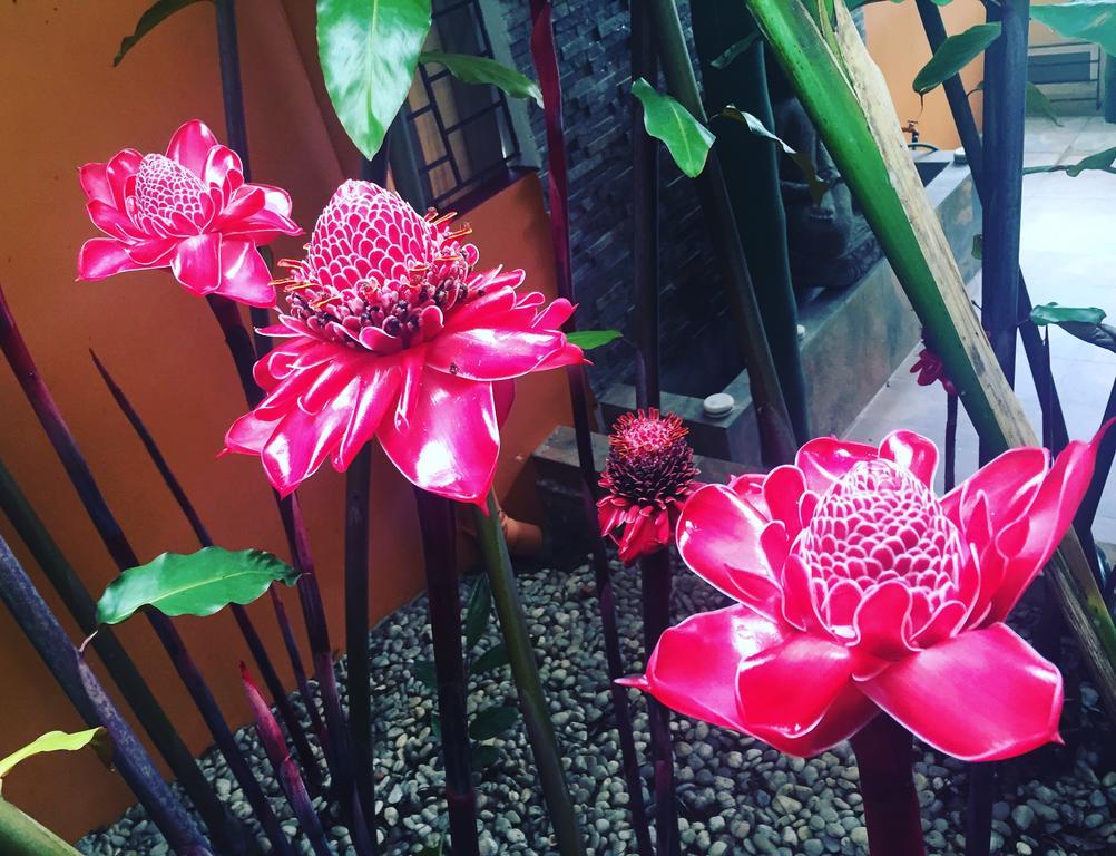 La Semilla Ecolodge Cerro Azul Eksteriør bilde